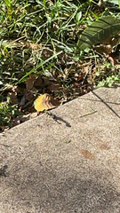 Eremnophila aureonotata