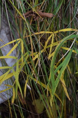 Laserpitium peucedanoides