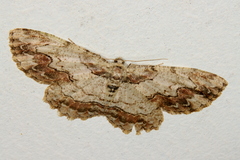 Ectropis bispinaria