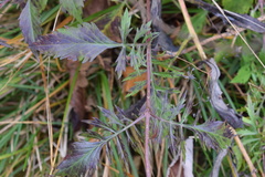 Scabiosa velenovskiana
