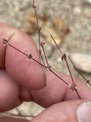 Eriogonum elegans