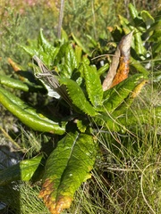 Hermas villosa
