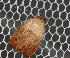 Tortricopsis semijunctella