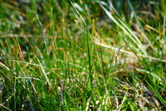 Eleocharis dregeana