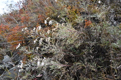 Chrysanthemum sinuatum