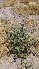 Sphaeralcea bonariensis