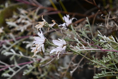 Chrysanthemum sinuatum