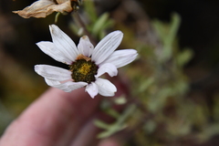 Chrysanthemum sinuatum