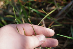 Eleocharis dregeana