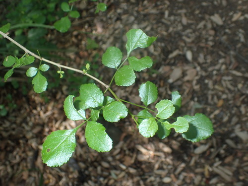 iNaturalist observation photo of California Ash