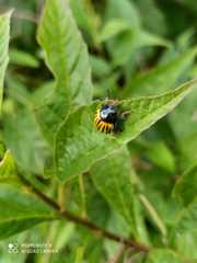 Leptinotarsa calceata
