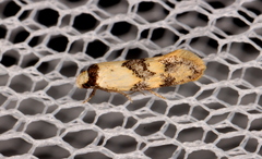 Euphiltra celeteria