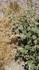 Sphaeralcea bonariensis