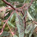 Australian Eucalyptus Leafgall Wasp - Photo (c) Dave Richardson, some rights reserved (CC BY), uploaded by Dave Richardson