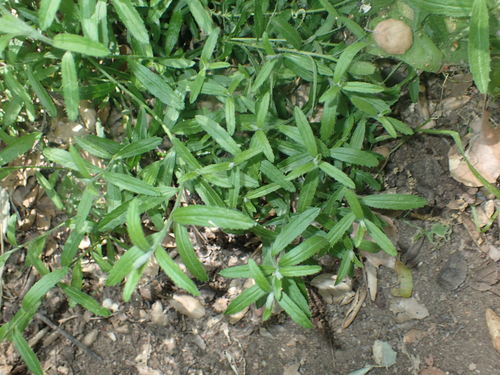 iNaturalist observation photo of Sunflowers, Daisies, Asters, and Allies