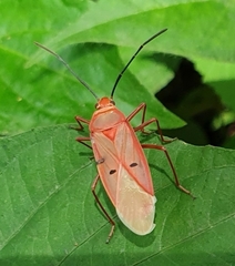 Dysdercus evanescens