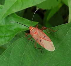 Dysdercus evanescens