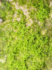 Tortella inflexa