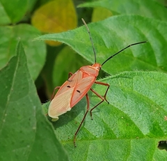 Dysdercus evanescens