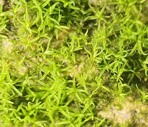 Image of Tortella inflexa by no rights reserved