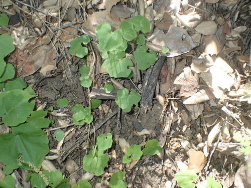 iNaturalist observation photo of flowering plants