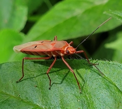 Dysdercus evanescens