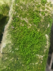 Tortella inflexa