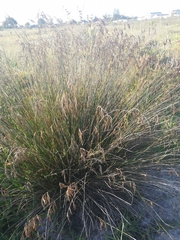 Thamnochortus punctatus