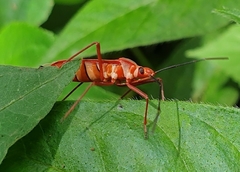 Dysdercus evanescens