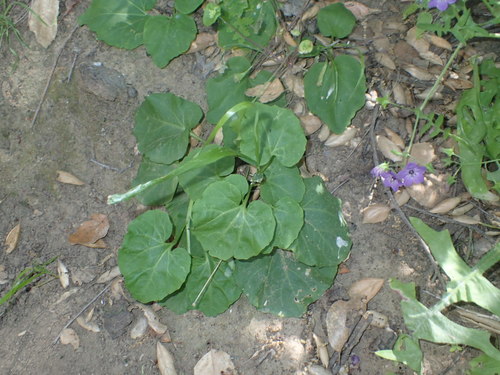 iNaturalist observation photo of flowering plants