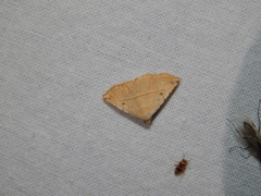 Eublemma gayneri