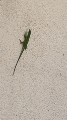 Anolis carolinensis