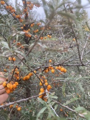 Hippophae