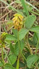 Eriosema parviflorum