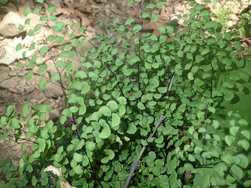 iNaturalist observation photo of California Maidenhair Fern