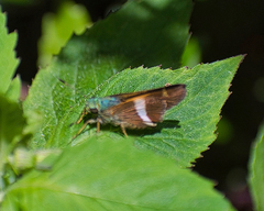 Oxynthes corusca