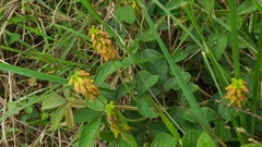 Eriosema parviflorum