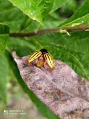 Leptinotarsa calceata