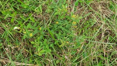 Eriosema parviflorum