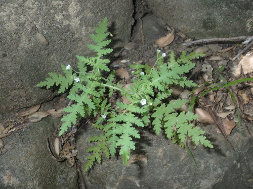 iNaturalist observation photo of common eucrypta
