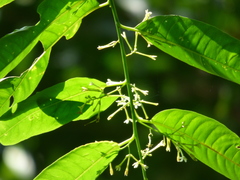 Cestrum racemosum