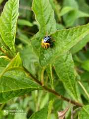 Leptinotarsa calceata