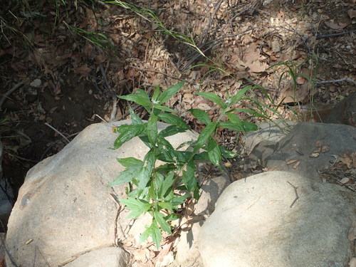 iNaturalist observation photo of California mugwort