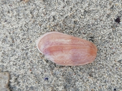 Bulla striata