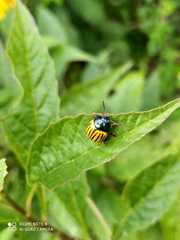 Leptinotarsa calceata