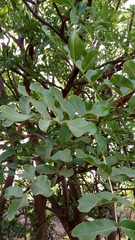 Kigelia africana africana