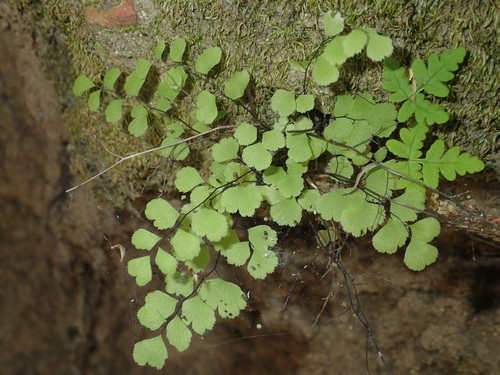 iNaturalist observation photo of black maidenhair fern