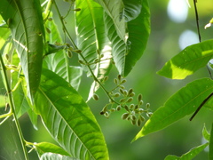 Cestrum racemosum