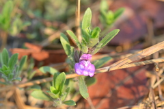 Justicia elegantula image