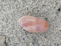 Bulla striata